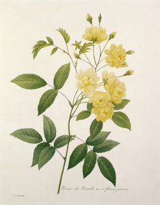 Rosa banksiae (rosa di Banks), da 